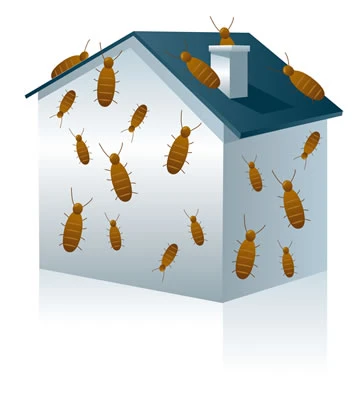 Building and pest inspections in Adelaide